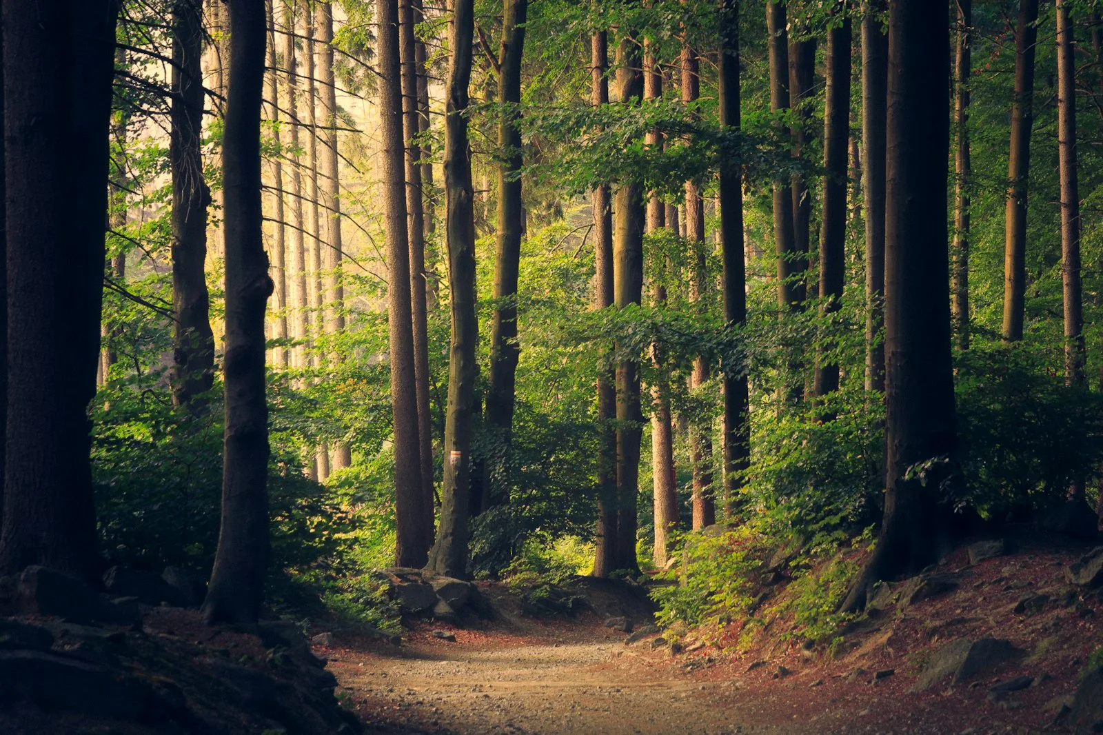 Bosque e trilha
